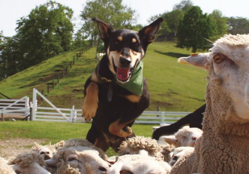 遊ぶのイメージ画像1