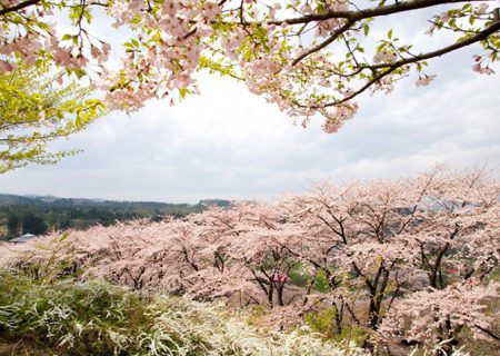 観光コースのイメージ画像